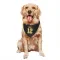 Black Pittsburgh Penguins Bob Errey   Dog & Cat Pet Bandana