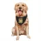 Black Pittsburgh Penguins Owen Pickering   Dog & Cat Pet Bandana