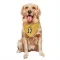 Gold Pittsburgh Penguins Bryan Rust   Dog & Cat Pet Bandana