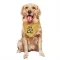 Gold Pittsburgh Penguins Sam Poulin   Dog & Cat Pet Bandana